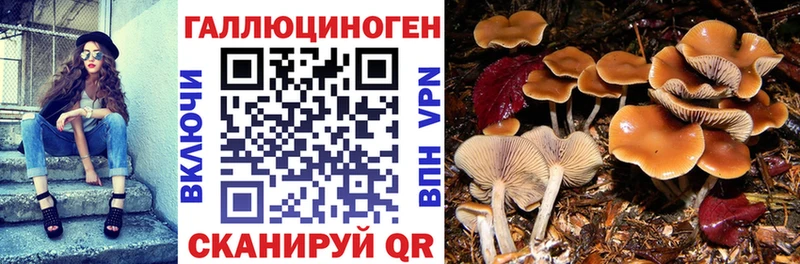 Псилоцибиновые грибы MAGIC MUSHROOMS Зеленогорск